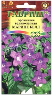 Броваллия великолепная Марине белл