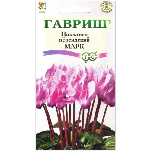 Цикламен персидкий Марк
