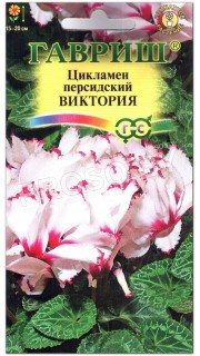 Цикламен персидский Виктория