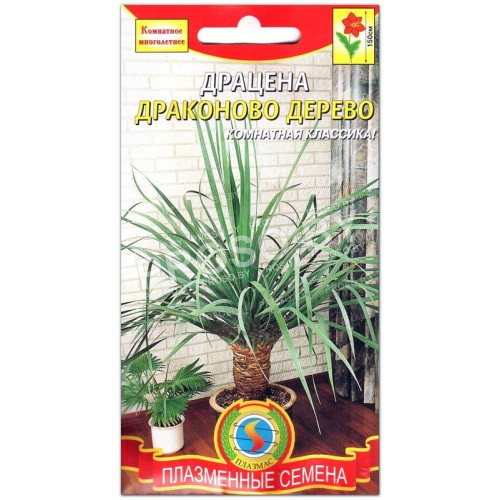 Драцена Драконово дерево