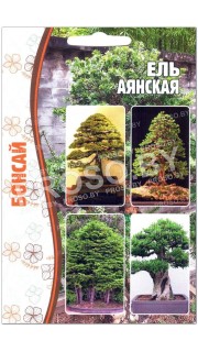 Ель Аянская (бонсай)