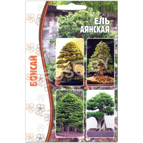 Ель Аянская (бонсай)