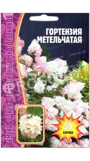 Гортензия Метельчатая
