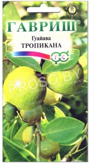 Гуайава Тропикана
