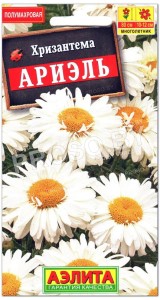 Хризантема Ариэль