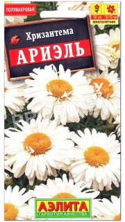 Хризантема Ариэль