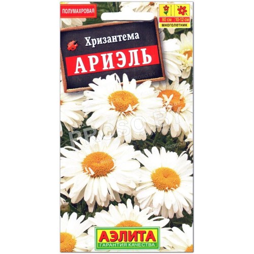 Хризантема Ариэль