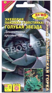 Эхеверия пекокка (толстоянка) Голубая звезда