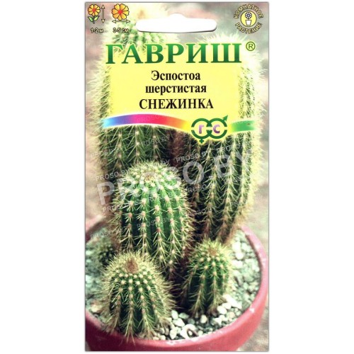 Эспостоа шерстистая Снежинка