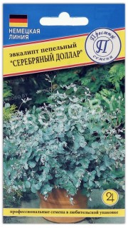 Эвкалипт пепельный Серебряный доллар
