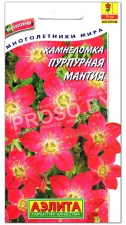 Камнеломка Пурпурная мантия