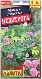 Мимоза стыдливая Недотрога