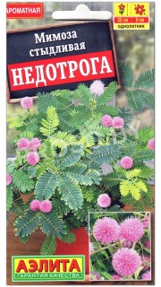 Мимоза стыдливая Недотрога