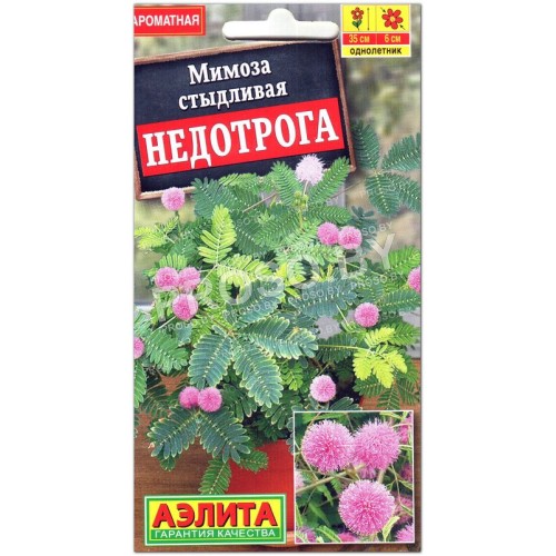 Мимоза стыдливая Недотрога