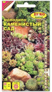 Молодило Каменистый сад