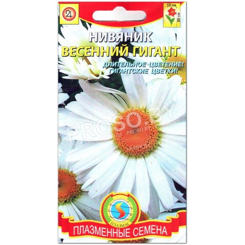 Нивяник Весенний гигант