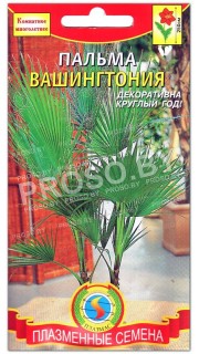 Пальма Вашингтония