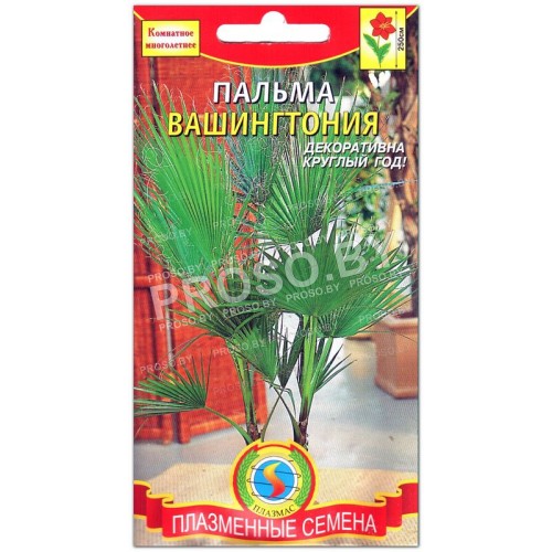 Пальма Вашингтония