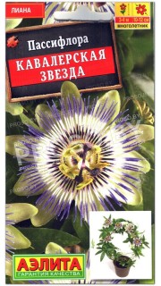 Пассифлора Кавалерская звезда