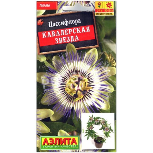 Пассифлора Кавалерская звезда