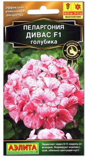 Пеларгония Дивас голубика F1