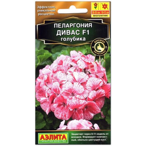 Пеларгония Дивас голубика F1