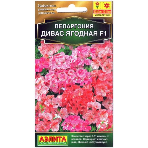 Пеларгония Дивас ягодная F1