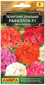 Пеларгония Рафаэлла F1 смесь окрасок