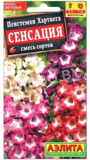 Пенстемон Хартвега Сенсация, смесь