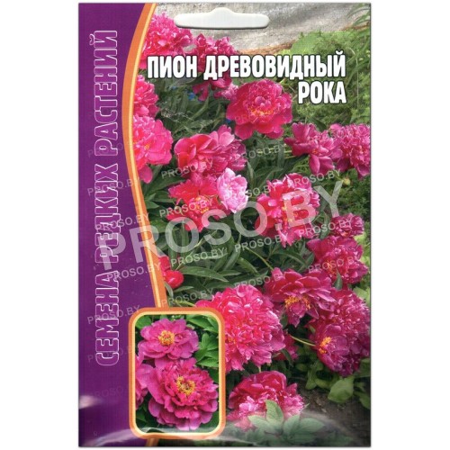 Пион древовидный Рока