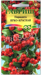Пираканта Ярко-красная