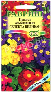 Примула обыкновенная Селекта великан