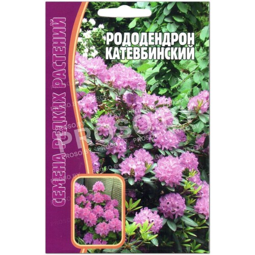 Рододендрон Катевбинский