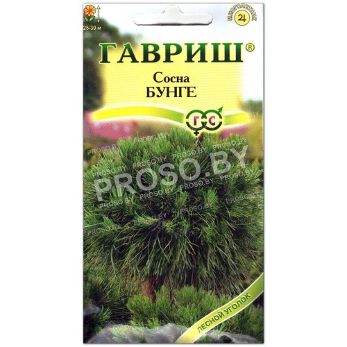 Сосна Бунге