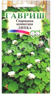 Спармания комнатная Липка