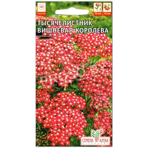 Тысячелистник Вишневая королева-2