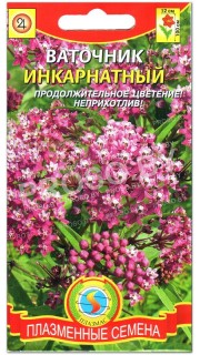 Ваточник Инкарнатный