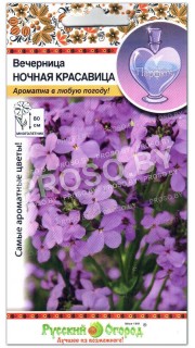 Вечерница Ночная красавица