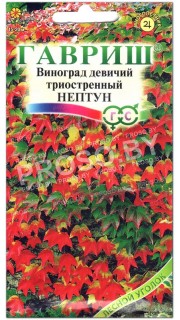 Виноград девичий триостренный Нептун
