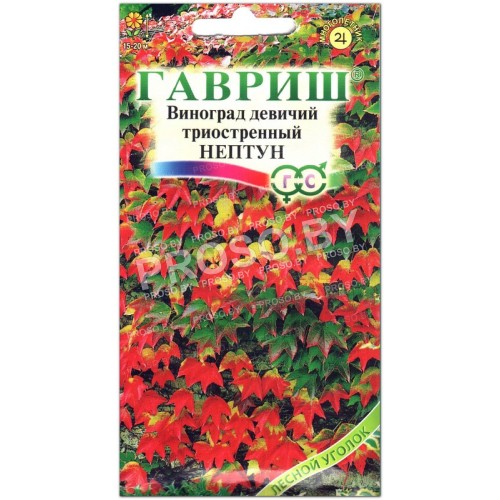Виноград девичий триостренный Нептун