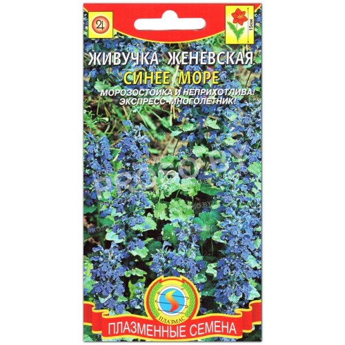 Живучка женевская Синее море