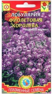 Лобулярия (алиссум) Фиолетовая королева