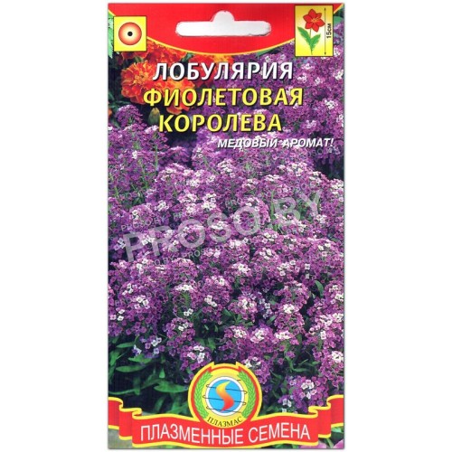 Алиссум Фиолетовая королева