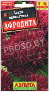 Астра Афродита