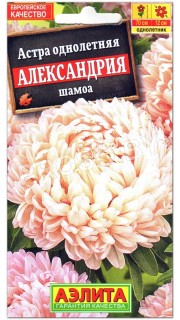 Астра Александрия шамоа