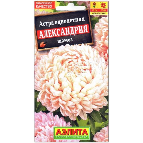 Астра Александрия шамоа