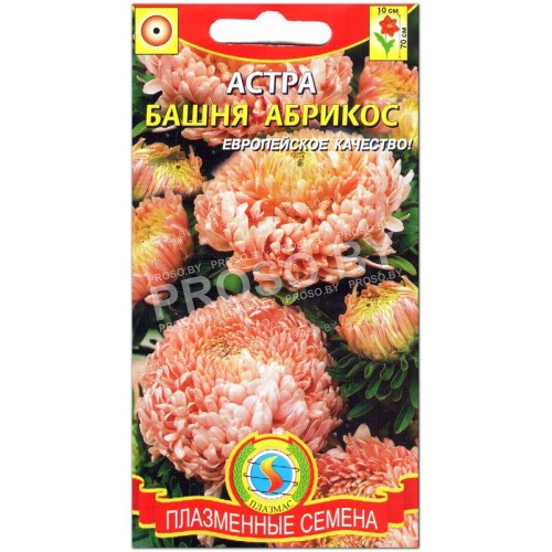 Астра Башня абрикос