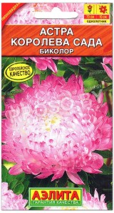 Астра Королева сада биколор