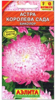 Астра Королева сада биколор