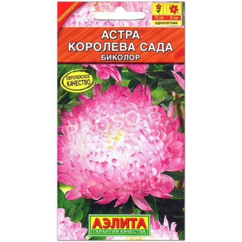 Астра Королева сада биколор